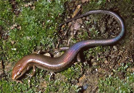 Plague skink (or Rainbow skink)